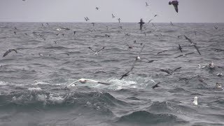 Spectacular Scilly Pelagic 18 August 2018 [upl. by Reppep]