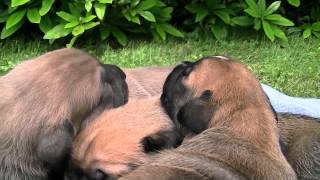 Mojo Ysterberg mastiff pups 17 days old [upl. by Eisor]