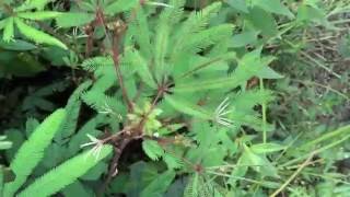 Mimosa polydactyla from Equador Folds up Its Leaves in Response to Touch [upl. by Bedad]