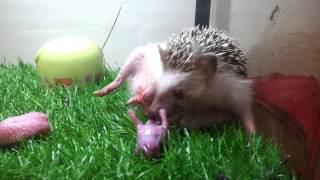 Hedgehog giving birth [upl. by Primavera]