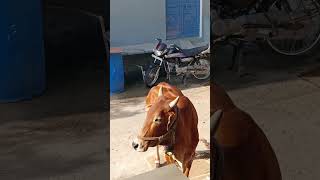 Jay Gau Mata Jay shree Ram shorts video gaumata [upl. by Pope644]