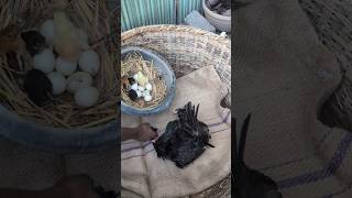 New Beginnings Chicks Hatch Under Black Hen [upl. by Alleris]