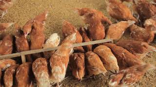 OKULUNDA ENKOKO ZAMAGGI  poultry FARMING PART 1 [upl. by Juliano]