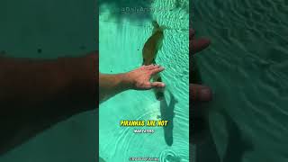 Piranha l Natures Most Aggressive Fish [upl. by Narak]