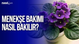 Menekşe Bakımı Nasıl Yapılır  Nasilcom [upl. by Marcos]