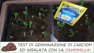 La camomilla per la germinazione dei semi serve davvero Test su insalata e carciofi [upl. by Ttekcirc]