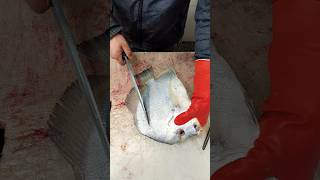 Interesting cut of beautiful fish  small steak cut [upl. by Lletnuahs]