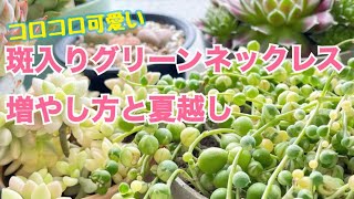 【多肉植物】斑入りグリーンネックレスの夏越し  増やし方 [upl. by Ahsaenat]