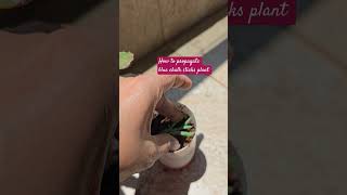 How to propagate blue chalk sticks  succulent shorts ytshorts shortsfeed [upl. by Sair371]