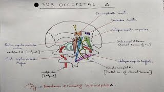 Sub Occipital Triangle  TCML and ENMEDER [upl. by Sheffy]