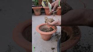 Growing Song of India plant  Planting Dracaena reflexa plant  Indoor plant gardeing shorts [upl. by Sugirdor]