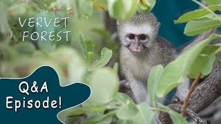 Answers To Your Questions About Vervet Monkeys  Vervet Forest  QampA 1 [upl. by Ayenet476]