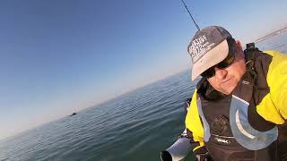 Kayak fishing  for plaice amp bass at seaford uk [upl. by Berlauda]