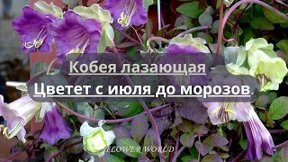 Кобея лазающаяCobaea scandens🌷 flowerworld цветы flowers [upl. by Finah]