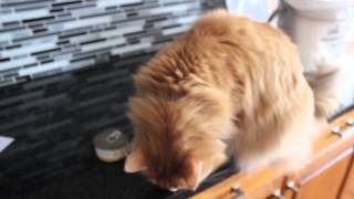 Almo Nature Canned Cat Food Review WATCH IN HD [upl. by Christos]