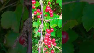 redcurrant berries [upl. by Boone]