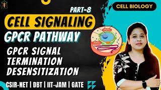 Cell Signaling8 GPCR Signal Termination  GPCR Signaling Regulation the role of Grks And Arrestins [upl. by Lasiaf]