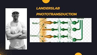 Phototransduction [upl. by Herra]