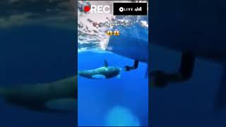 الأوركا تهاجم من تحت القارب beats shark art orca music whale wildlife art animals dolphin [upl. by Judi]