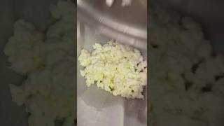 Clabbered Milk Cottage Cheese rawmilk homemade homestead cottagecheese dextercattle [upl. by Icaj]