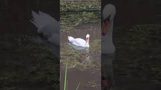 Zwaan in slotgracht van Kasteel Hoensbroek [upl. by Lovel]