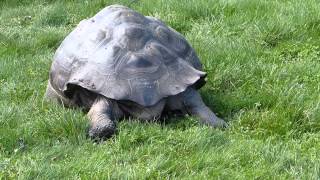 Galapagos Riesenschildkröte Chelonoidis nigra  Galápagos giant tortoise [upl. by Ahsinhoj]