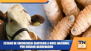 Estado de emergencia sanitaria a nivel nacional por gusano barrenador [upl. by Eizus501]