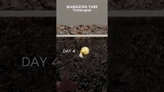 Growing red bell pepper plantTime lapseshorts timelapse shortvideo [upl. by Stelle946]