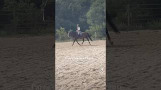 equines horse horserider equestrian centreequestre cheval equitation pony horseriding edit [upl. by Licko]