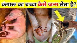 कंगारू का बच्चा कैसे पैदा होता है  kangaroo birth cycle  baby kangaroo संपूर्ण जानकारी Part 2 [upl. by Mathias220]