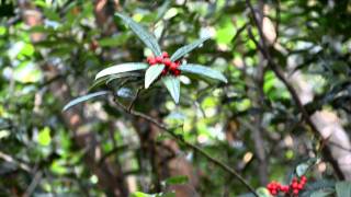 「香港中草藥探索之旅」植物導賞影片  小羅傘 Ardisia lindleyana [upl. by Cirted61]