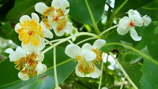 Calophyllum inophyllum  Alexandrian laurel  Punnaga [upl. by Giverin]