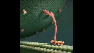 Kinesin protein takes a walk on a microtubule [upl. by Iramo933]