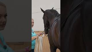 Piaffe in hand 🤝 horse equestrian horseriding horsetraining dressage [upl. by Ynaffat]