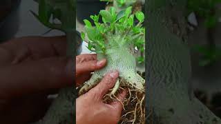 Bonsai Fertilizer Desert Rose Plant Flower Gardening Root Adenium [upl. by Turpin171]