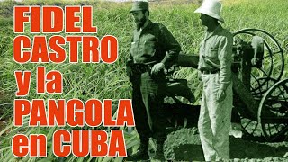 🇨🇺 El impacto de la Pangola en Cuba [upl. by Brookner]