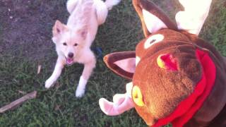 Cute FINNISH LAPPHUND Puppy VS REINDEER [upl. by Carbrey]