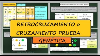 Retrocruzamiento Cruzamiento Prueba Definición Ejemplo Genética Mendeliana Biología [upl. by Jeffry]