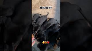 FILHOTES DE ROTTWEILER JUNTOS rottweilerrottweilercuidados rottweilerpuppy pets cachorros [upl. by Iona872]