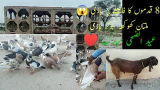 Multan Khokha Kabootar bazzi 8 Foot Distance Eid Mubarak Kabootar bazz 360° [upl. by Eusassilem]