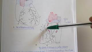 Vascularisation veineuse du coeur [upl. by Edgerton]