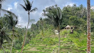 Amazing Tegalalang Rice Terrace Bali [upl. by Melvin]