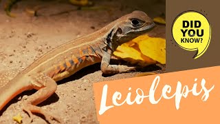 Leiolepis 🦎 butterfly lizard facts 🦎 butterfly agama 🦎 native 🇲🇾🇹🇭🇲🇲🇱🇦🇰🇭🇮🇩🇻🇳 [upl. by Iraam671]