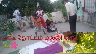 மாடி தோட்ட மல்லி பூ செடி🌿🌿🌼🌼in Tamil [upl. by Ykcaj]