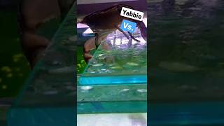 Murray Cod vs yabbies shorts Australia murraycod fish animals feeding crayfish [upl. by Gnilyarg]