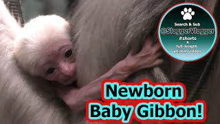 Newborn Pileated Gibbons Heartwarming Debut at Twycross Zoo [upl. by Aleras]