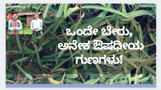 SOGADE BERU  MEDICINAL VALUE  DR VENKATRAMANA HEGDE  DR VINAYAK  VEDA WELLNESS CENTER [upl. by Seuqcaj]