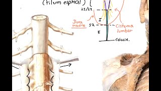 Neuroanatomía Médula espinal 1 Configuración externa [upl. by Cyrano]