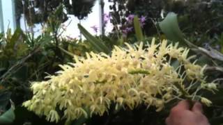 OrchidWeb  Dendrobium speciosum [upl. by Germano]