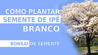 COMO PLANTAR SEMENTE DE IPÊ BRANCO PARA BONSAI [upl. by Cleveland]